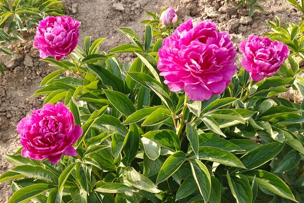 什么时候给芍药花施肥，生长期每隔半个月加一次稀薄的液肥