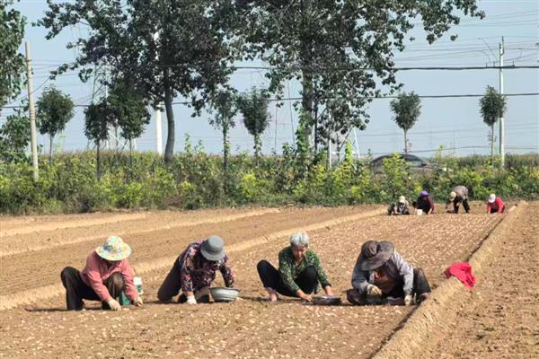 11月份能不能种大蒜，要在温棚或保护地内栽培