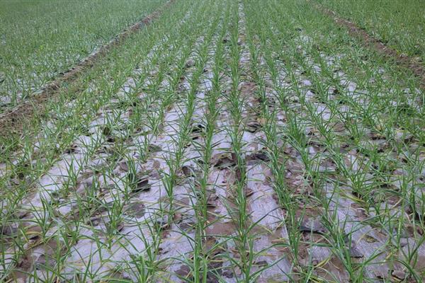 11月份能不能种大蒜，要在温棚或保护地内栽培