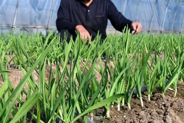 11月份能不能种大蒜，要在温棚或保护地内栽培