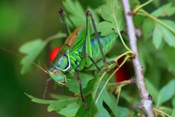 蝈蝈是蟋蟀吗，蝈蝈不是蟋蟀