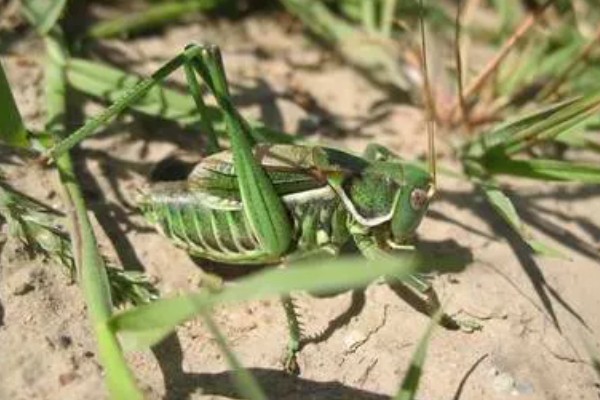 蝈蝈是蟋蟀吗，蝈蝈不是蟋蟀