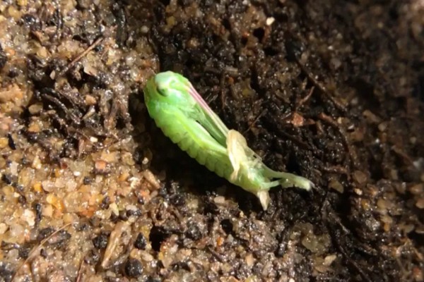 蝈蝈是蟋蟀吗，蝈蝈不是蟋蟀