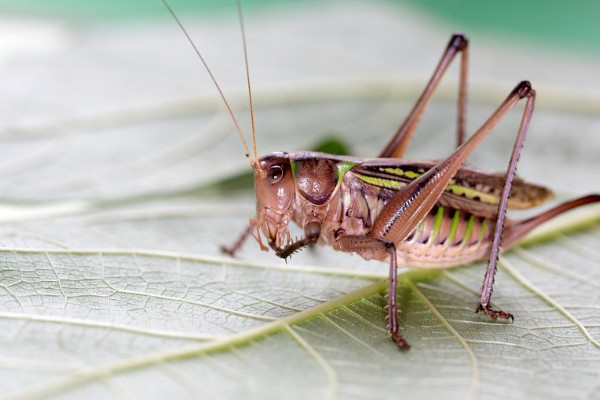 蝈蝈是蟋蟀吗，蝈蝈不是蟋蟀