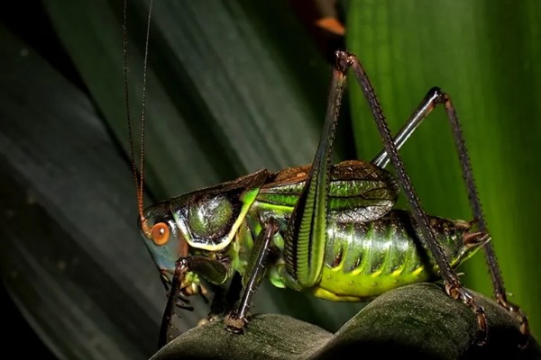 蝈蝈是蟋蟀吗，蝈蝈不是蟋蟀