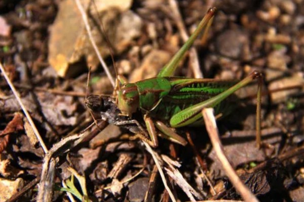 蝈蝈是蟋蟀吗，蝈蝈不是蟋蟀