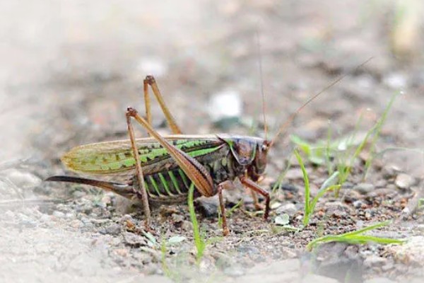 蝈蝈是蟋蟀吗，蝈蝈不是蟋蟀