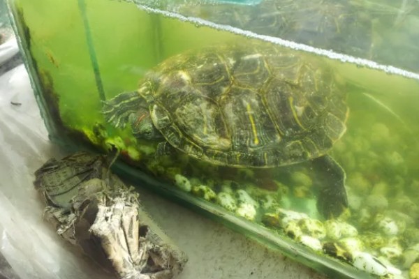 巴西龟是巴西的吗，不是所有的巴西龟都是巴西的