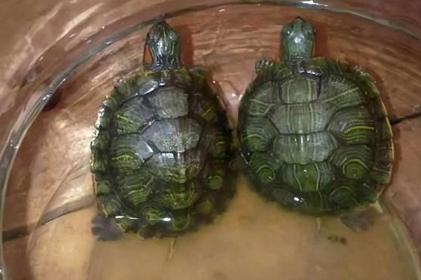 巴西龟是巴西的吗，不是所有的巴西龟都是巴西的