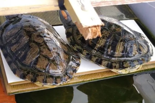 巴西龟是巴西的吗，不是所有的巴西龟都是巴西的