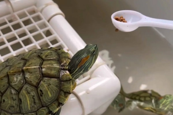 巴西龟是巴西的吗，不是所有的巴西龟都是巴西的