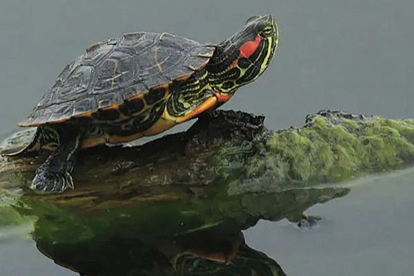 巴西龟是巴西的吗，不是所有的巴西龟都是巴西的