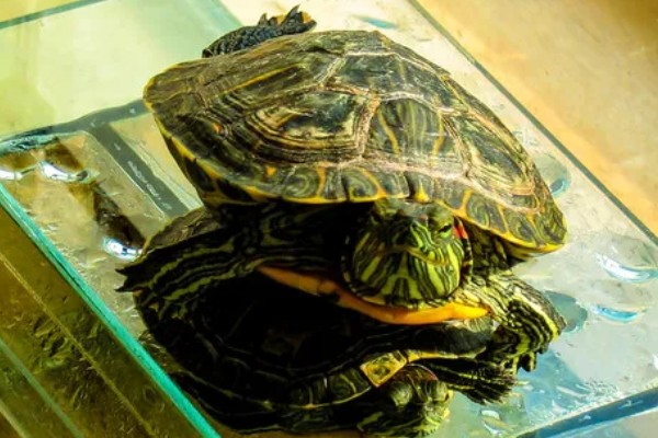 巴西龟是巴西的吗，不是所有的巴西龟都是巴西的