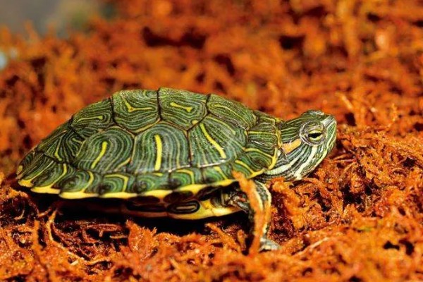 巴西龟是巴西的吗，不是所有的巴西龟都是巴西的