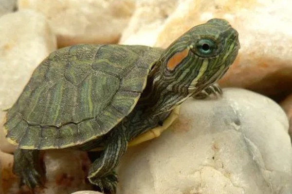 巴西龟是巴西的吗，不是所有的巴西龟都是巴西的