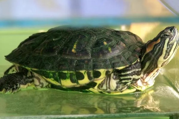 巴西龟是巴西的吗，不是所有的巴西龟都是巴西的