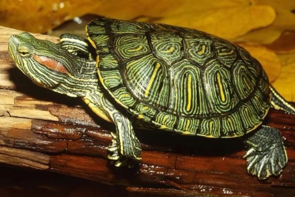 巴西龟是巴西的吗，不是所有的巴西龟都是巴西的