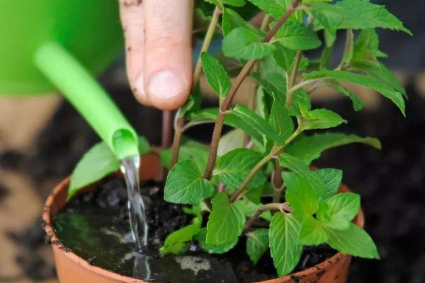 北方冬季怎么养护薄荷，覆盖干草可以保温