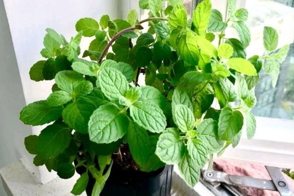 北方冬季怎么养护薄荷，覆盖干草可以保温