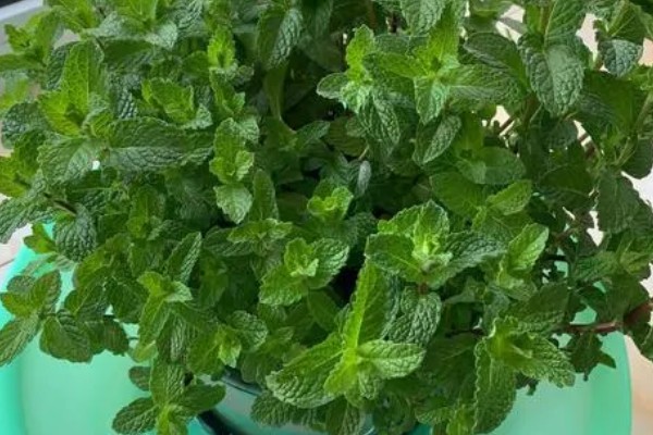 北方冬季怎么养护薄荷，覆盖干草可以保温