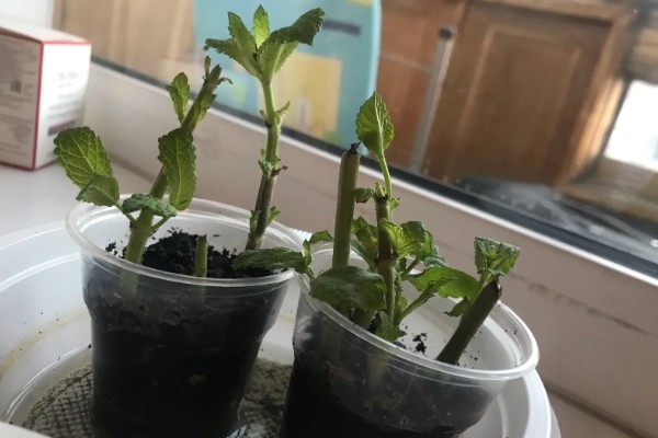 北方冬季怎么养护薄荷，覆盖干草可以保温