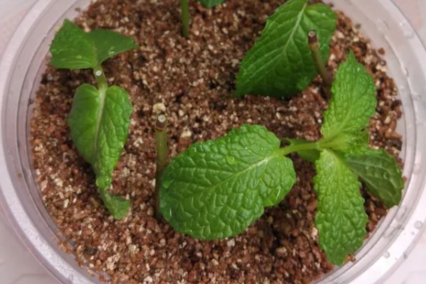 北方冬季怎么养护薄荷，覆盖干草可以保温