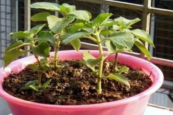 北方冬季怎么养护薄荷，覆盖干草可以保温