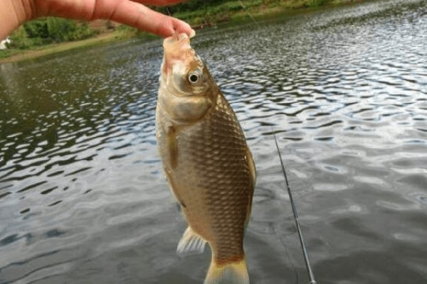 春季钓鱼用什么线组，钓大鱼使用2号主线、1.5号子线