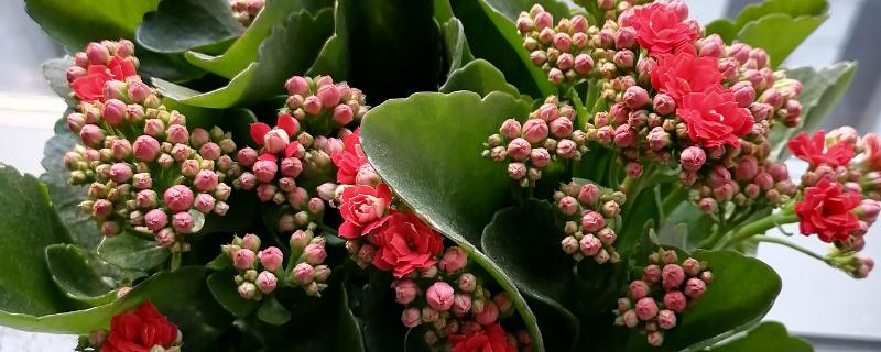 长寿花茎干有黑点是如何回事，可能是得了黑腐病