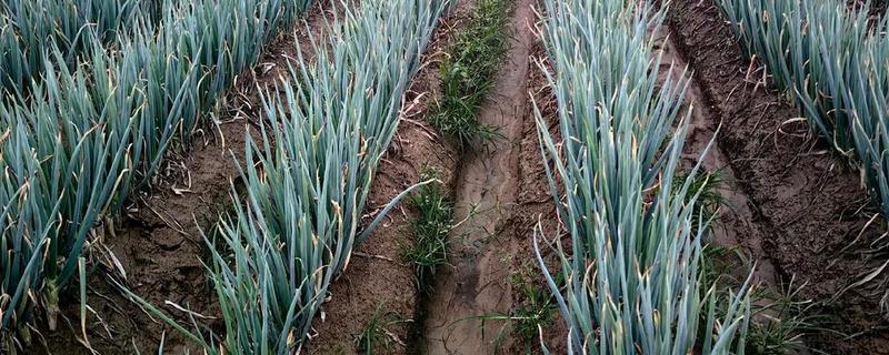 北方大葱的种植时间，在秋季9月上旬播种