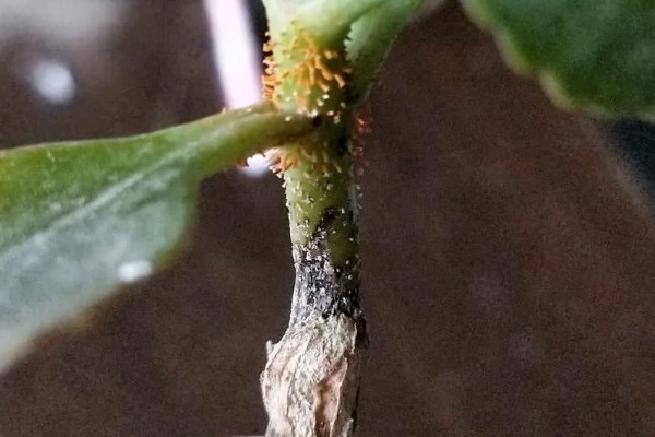 长寿花茎干有黑点是如何回事，可能是得了黑腐病