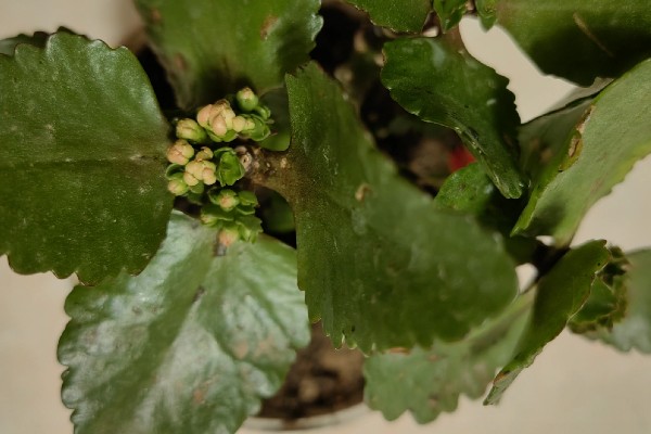 长寿花茎干有黑点是如何回事，可能是得了黑腐病