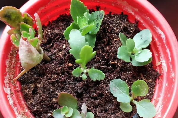 长寿花茎干有黑点是如何回事，可能是得了黑腐病