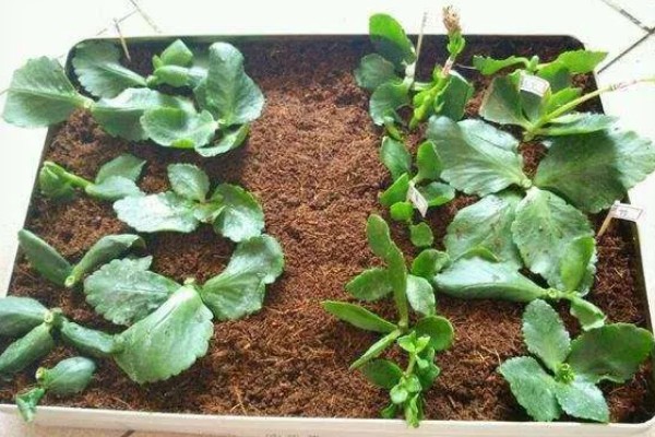 长寿花茎干有黑点是如何回事，可能是得了黑腐病