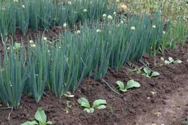 北方大葱的种植时间，在秋季9月上旬播种