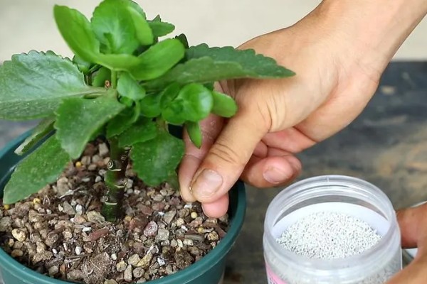 长寿花茎干有黑点是如何回事，可能是得了黑腐病