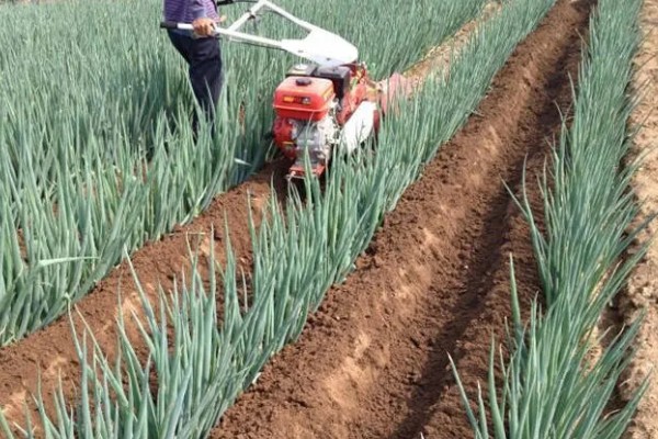 北方大葱的种植时间，在秋季9月上旬播种