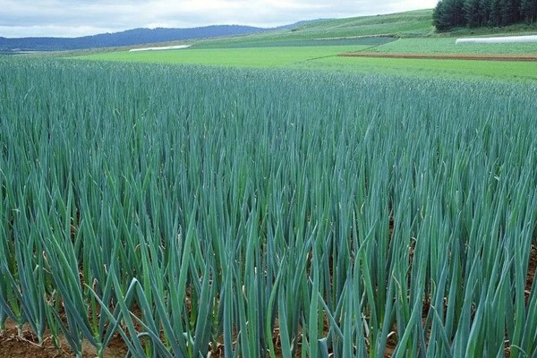 北方大葱的种植时间，在秋季9月上旬播种