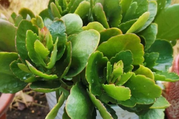 长寿花茎干有黑点是如何回事，可能是得了黑腐病