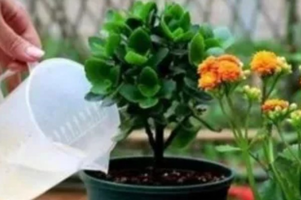 长寿花茎干有黑点是如何回事，可能是得了黑腐病