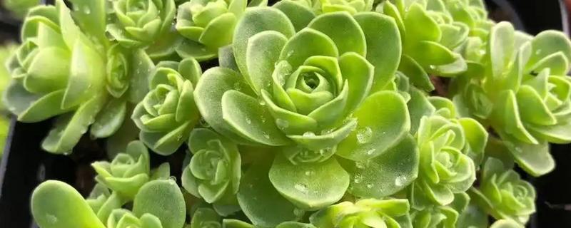 山地玫瑰有什么品种，大加纳利玫瑰、耶罗山地玫瑰等品种很常见