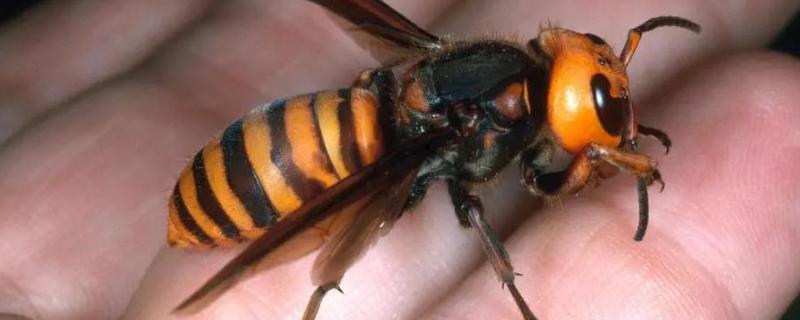 马蜂的毒性，可引发过敏反应
