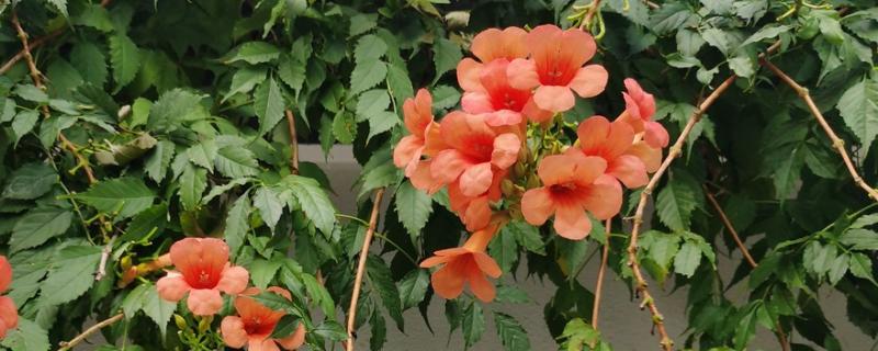 凌霄花的花语，寓意着对母亲的尊重