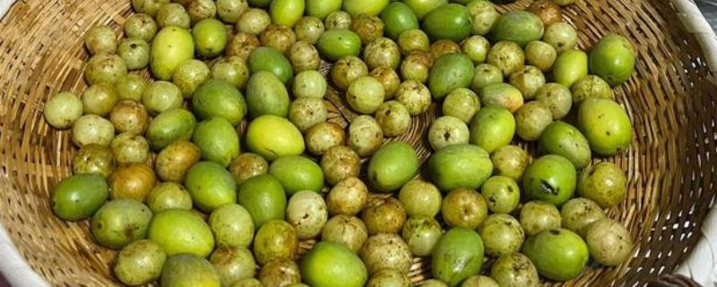 橄榄喜阴吗，属于喜阳作物