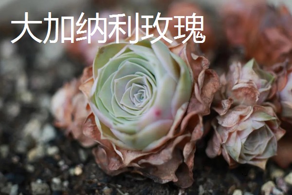 山地玫瑰有什么品种，大加纳利玫瑰、耶罗山地玫瑰等品种很常见