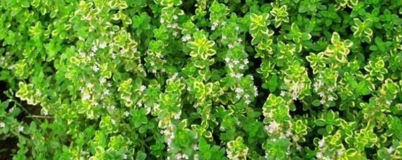 百里香的修剪方法，主要是对幼芽进行摘心处理