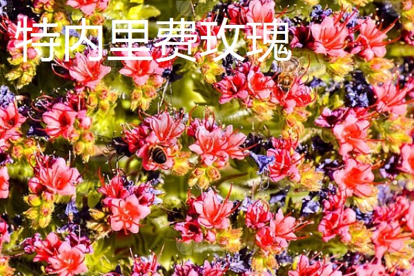 山地玫瑰有什么品种，大加纳利玫瑰、耶罗山地玫瑰等品种很常见