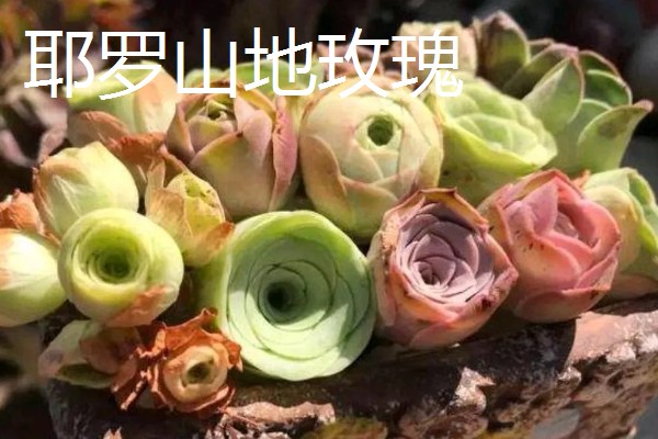 山地玫瑰有什么品种，大加纳利玫瑰、耶罗山地玫瑰等品种很常见