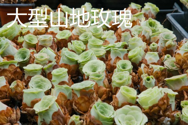 山地玫瑰有什么品种，大加纳利玫瑰、耶罗山地玫瑰等品种很常见