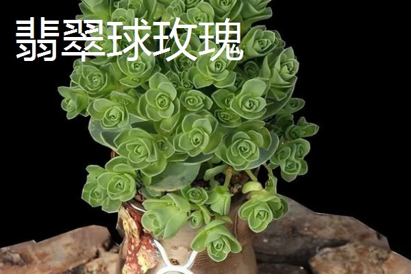 山地玫瑰有什么品种，大加纳利玫瑰、耶罗山地玫瑰等品种很常见